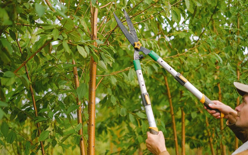 Tree trimming in East Saint Louis, IL